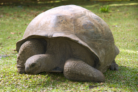 Seychelles Giant Tortoise