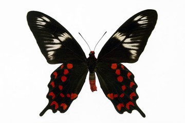 Beautiful tropical butterly named papilio hector