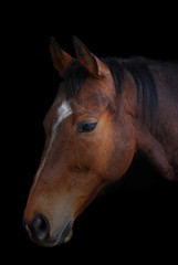 Fototapeta na wymiar Portrait of a horse on a black background