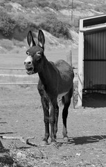 The portrait of a donkey which shouts