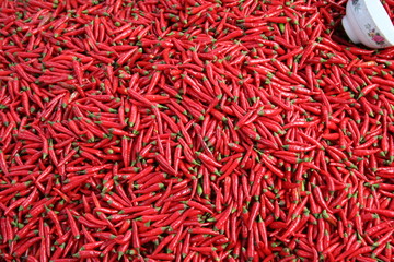 Fototapeta premium Piments au Vietnam
