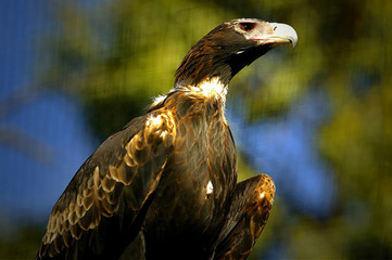 Wedge Tail Eagle