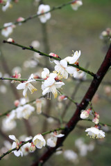 Plum blossom 