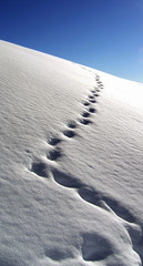 Traces dans la neige