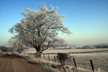 Fototapeta premium Rural view after a very hard overnight frost