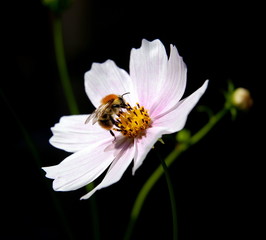 bee on flower