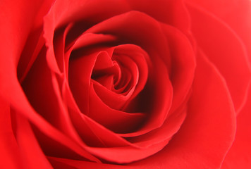 Red rose background texture