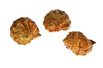 Three shells