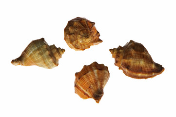 Four shells