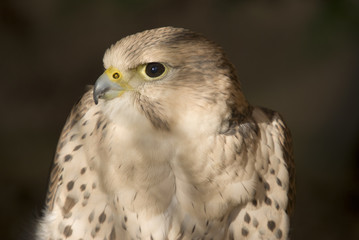 Peregrine Falcon
