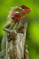 Green garden lizard III