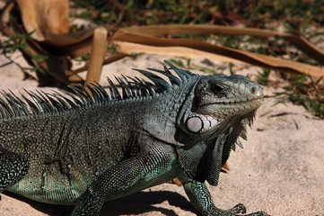Naklejka premium iguane
