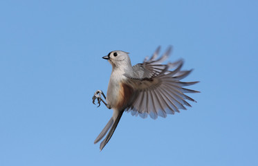 Tufted Titmouse in Flight