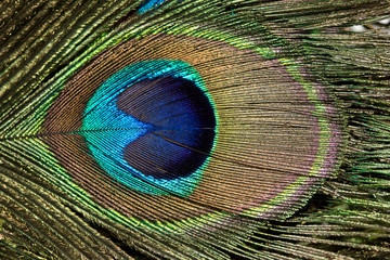 Obraz premium peacock feather