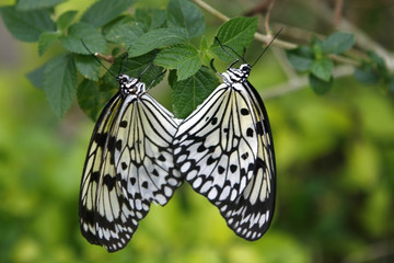 Butterfly Love