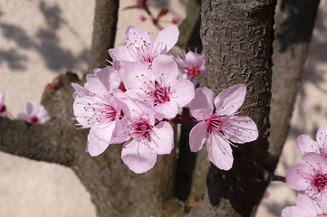 Naklejka premium fleurs cerisiers du japon