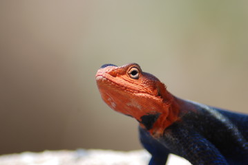 lucertola in tanzania