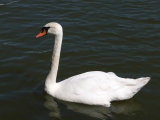 cygne swan 2
