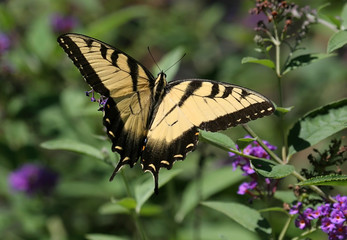 Tiger Swallowtail Butterfly (papilio glaucas)