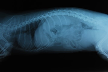 radiografia total body di gatto.  - obrazy, fototapety, plakaty