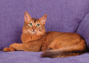 Somali cat lying on tha sofa