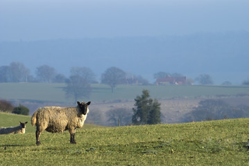 Fototapeta premium Black faced sheep against Shropshire Landscape