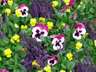fleur pensees blanches et violettes et mini jaunes