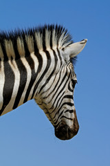 Plains Zebra portrait
