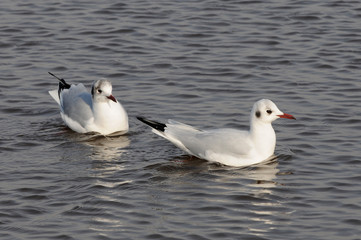 Möwe
