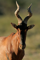 Obraz premium Red hartebeest portrait