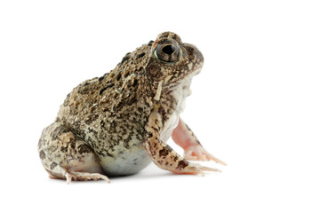 Fototapeta premium Sand frog
