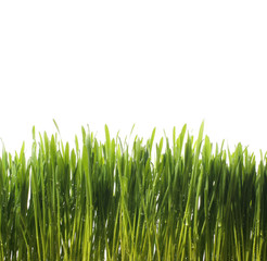 green fresh grass with water drops on white background