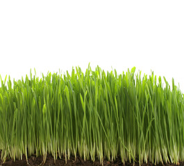 Fototapeta premium green fresh grass with dirt on white background