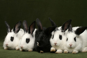 close up portrait of five cute rabbits