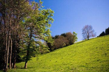 Colline avec quelques arbres sous un ciel bleu.