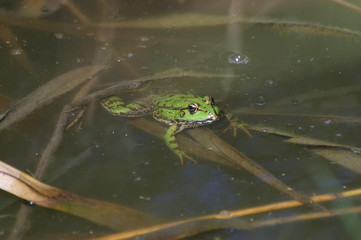 Grenouille verte