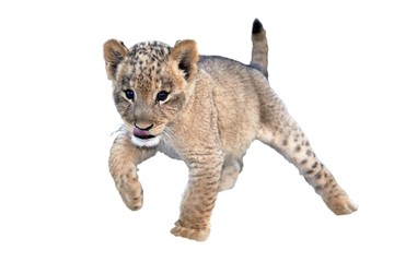 Fototapeta na wymiar Słodkie Lion Cub