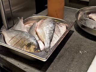 roh fisch dorade