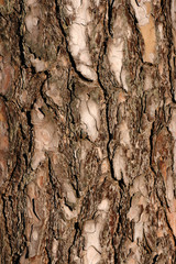 The bark of a pine tree (closeup/texture)