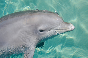 Bottlenose Dolphins