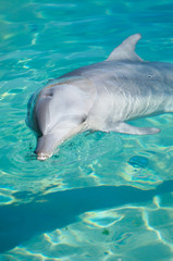 Bottlenose Dolphins