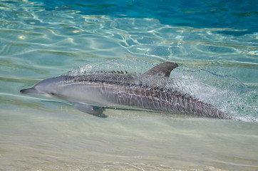 Fototapeta premium Bottlenose Dolphins