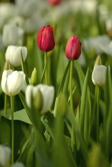 Tulips