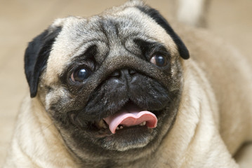 Fototapeta premium Snout of pet