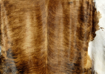 Tanned cowhide on display.