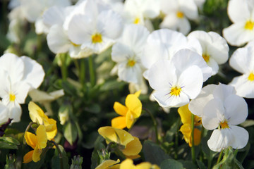 White pansies in a spring garden