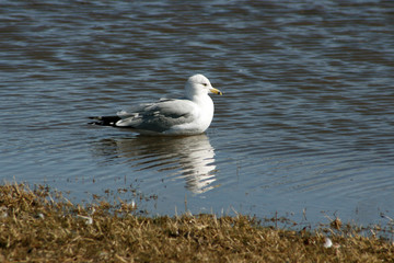 Sea Gull in water with pretty reflection