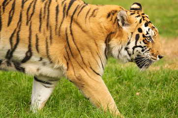 Bengal Tiger