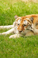 Bengal Tiger