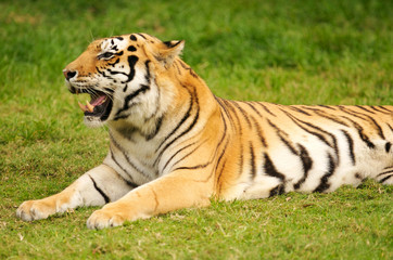 Fototapeta na wymiar Bengal Tiger